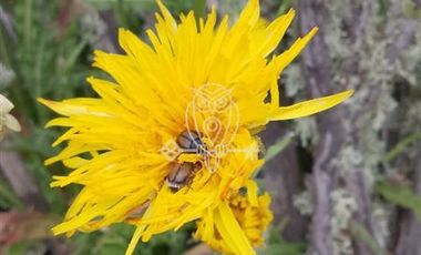 Parcela en Venta en Valle ramanay