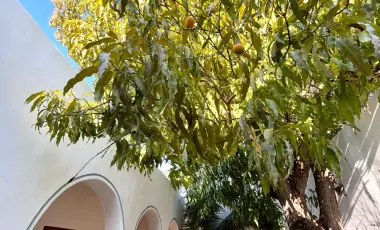 Casa en venta en Merida Centro, Mérida, Yucatán