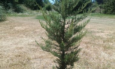 PARCELA  7000 M CON ROL AGUA Y LUZ EN CODIGUA