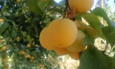 PARCELA  7000 M CON ROL AGUA Y LUZ EN CODIGUA