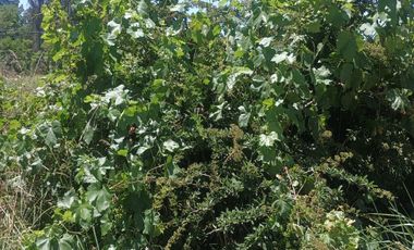 PARCELA  7000 M CON ROL AGUA Y LUZ EN CODIGUA