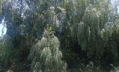 PARCELA  7000 M CON ROL AGUA Y LUZ EN CODIGUA