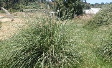 PARCELA  7000 M CON ROL AGUA Y LUZ EN CODIGUA