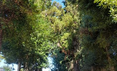 Arriendo en excelente ubicación en  Isla Teja a pasos de calle los Robles