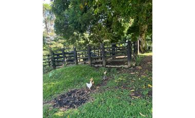 Venta Finca  Productiva Mariquita 14 HA