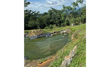 Venta Finca  Productiva Mariquita 14 HA