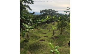 Venta Finca  Productiva Mariquita 14 HA