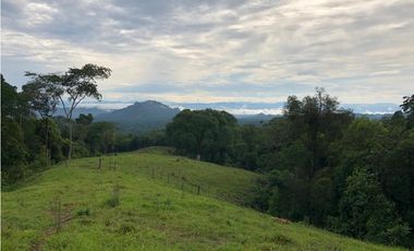 Venta Finca  Productiva Mariquita 14 HA