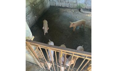 Venta Finca  Productiva Mariquita 14 HA