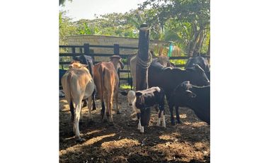 Venta Finca  Productiva Mariquita 14 HA