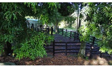 Venta Finca  Productiva Mariquita 14 HA