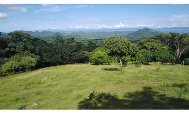 Venta Finca  Productiva Mariquita 14 HA