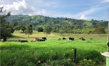 Venta Finca Santa Rosa de Cabal  211200 Mts2 (33 cuadras)