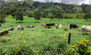Venta Finca Santa Rosa de Cabal  211200 Mts2 (33 cuadras)