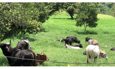 Venta Finca Santa Rosa de Cabal  211200 Mts2 (33 cuadras)
