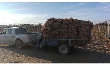 VENTA DE FINCA 10 HAS Y 1458 M2- LA CENTRAL, RIVADAVIA, MZA