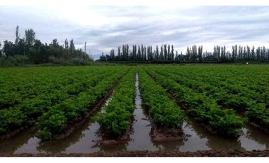 VENTA DE FINCA 10 HAS Y 1458 M2- LA CENTRAL, RIVADAVIA, MZA