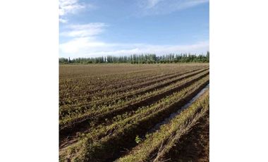 VENTA DE FINCA 10 HAS Y 1458 M2- LA CENTRAL, RIVADAVIA, MZA