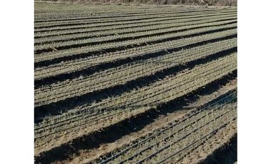 VENTA DE FINCA 10 HAS Y 1458 M2- LA CENTRAL, RIVADAVIA, MZA