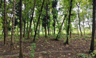 Lahan Tanah Ngantong Dekat Kawasan Industri Kedungpring Lamongan
