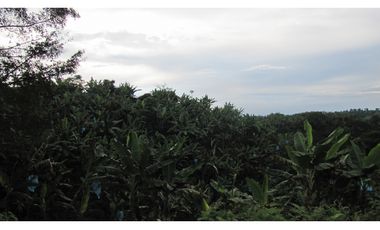 Extraordinaria y productiva finca cafetera en Filandia