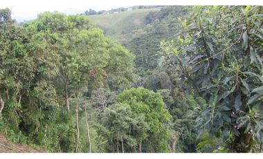 Extraordinaria y productiva finca cafetera en Filandia