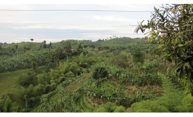 Extraordinaria y productiva finca cafetera en Filandia