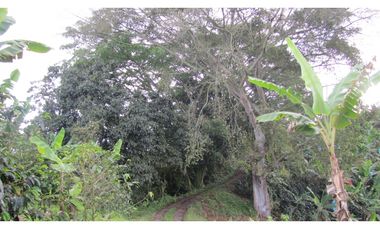 Extraordinaria y productiva finca cafetera en Filandia