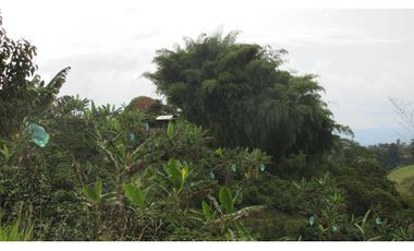Extraordinaria y productiva finca cafetera en Filandia
