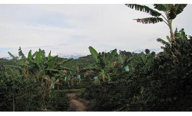 Extraordinaria y productiva finca cafetera en Filandia