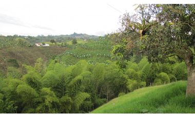Extraordinaria y productiva finca cafetera en Filandia