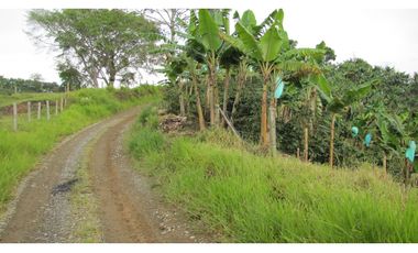 Extraordinaria y productiva finca cafetera en Filandia
