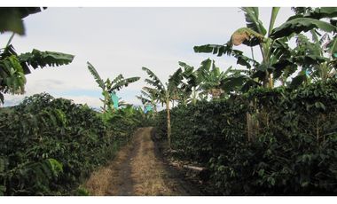 Extraordinaria y productiva finca cafetera en Filandia