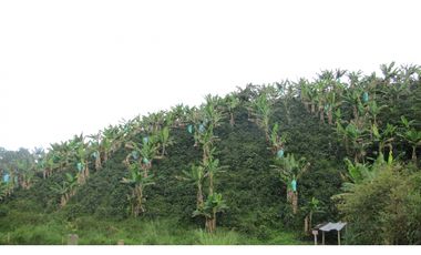 Extraordinaria y productiva finca cafetera en Filandia