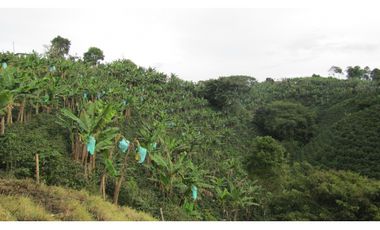 Extraordinaria y productiva finca cafetera en Filandia