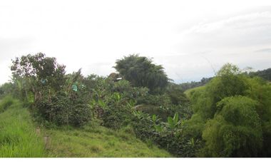 Extraordinaria y productiva finca cafetera en Filandia