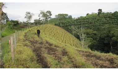 Extraordinaria y productiva finca cafetera en Filandia