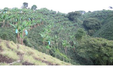 Extraordinaria y productiva finca cafetera en Filandia