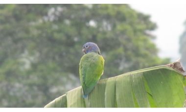 Extraordinaria y productiva finca cafetera en Filandia