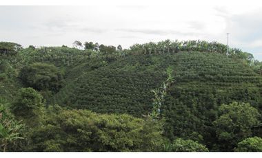 Extraordinaria y productiva finca cafetera en Filandia
