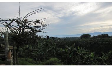 Extraordinaria y productiva finca cafetera en Filandia