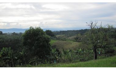 Extraordinaria y productiva finca cafetera en Filandia