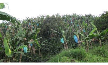 Extraordinaria y productiva finca cafetera en Filandia