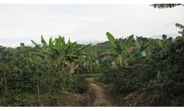 Extraordinaria y productiva finca cafetera en Filandia