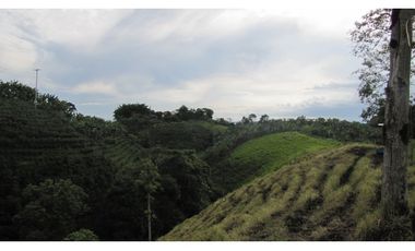 Extraordinaria y productiva finca cafetera en Filandia