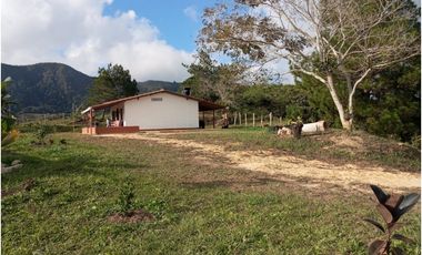 Venta de finca Amalfi vereda Risaralda