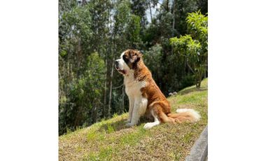 VENDO CASA EN RESERVA FORESTAL EN CAJICA