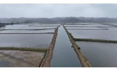 Camaronera  – 375 ha – Muisne, Esmeraldas