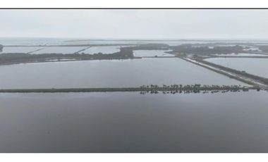 Camaronera  – 375 ha – Muisne, Esmeraldas