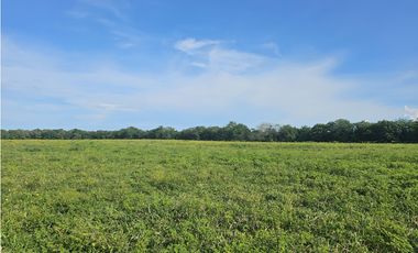 Se Vende Finca de 65 hectáreas en Antón